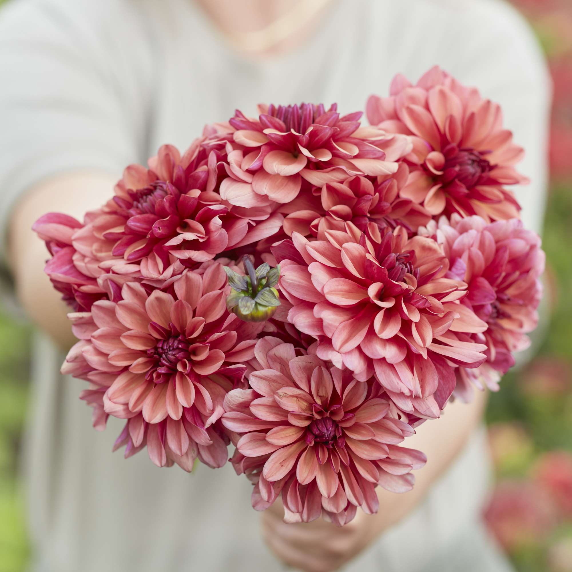 Dahlia 'Negroni Sunset'